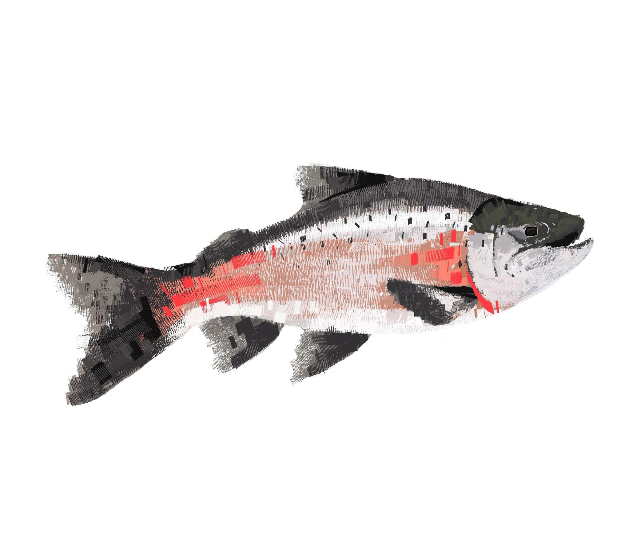 Atlantic Salmon Illustration