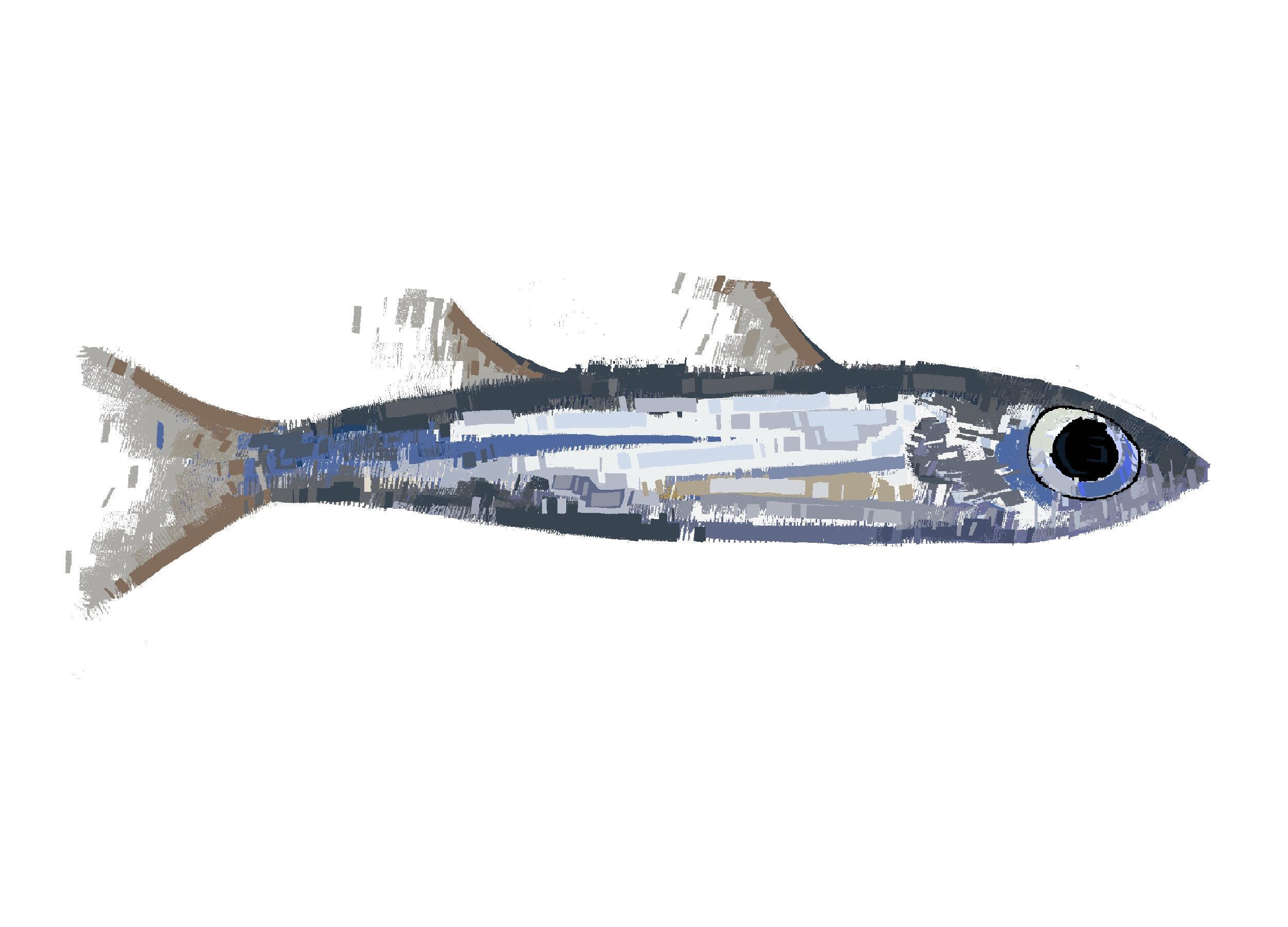 Sardine Illustration