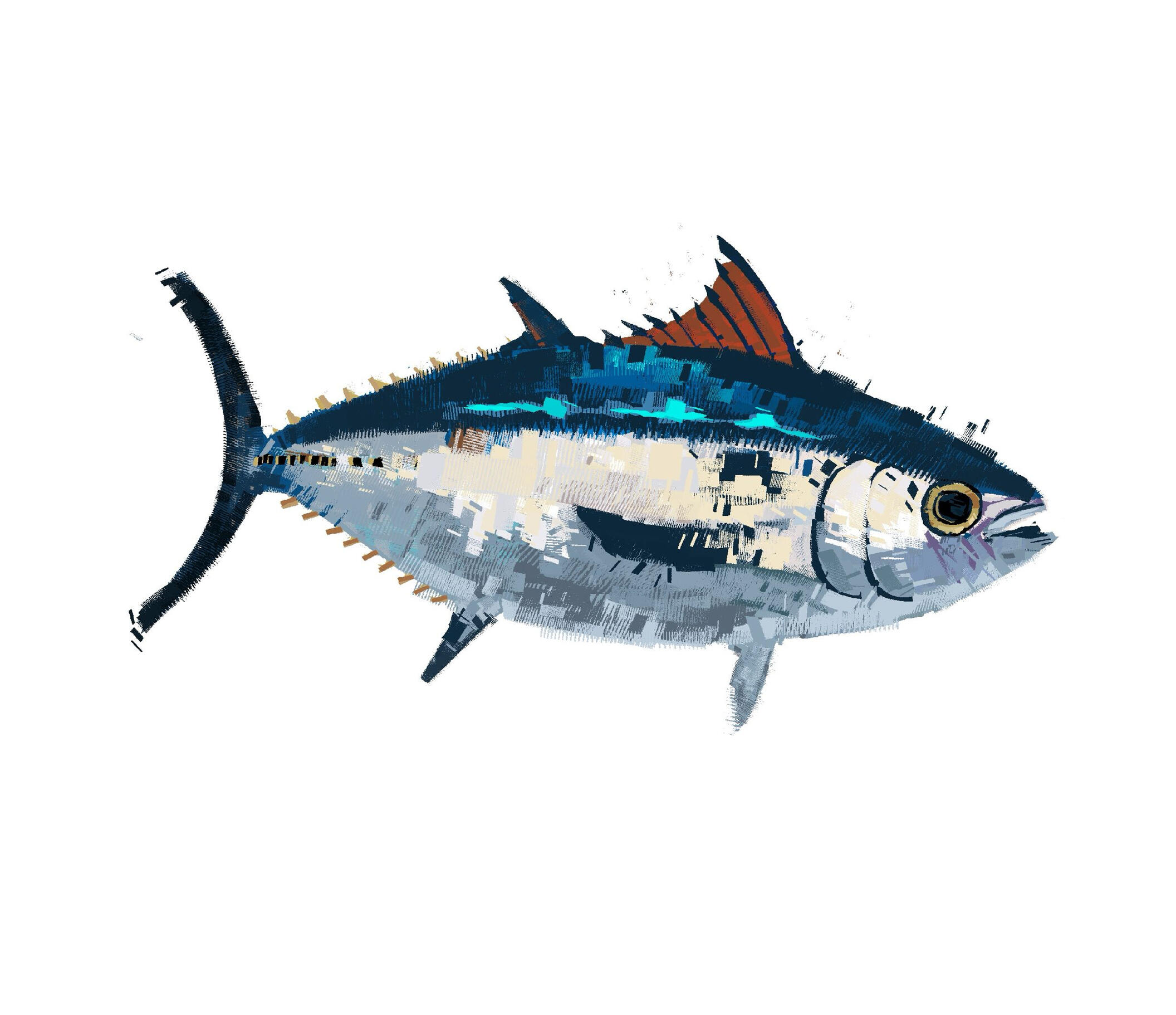 Tuna Illustration