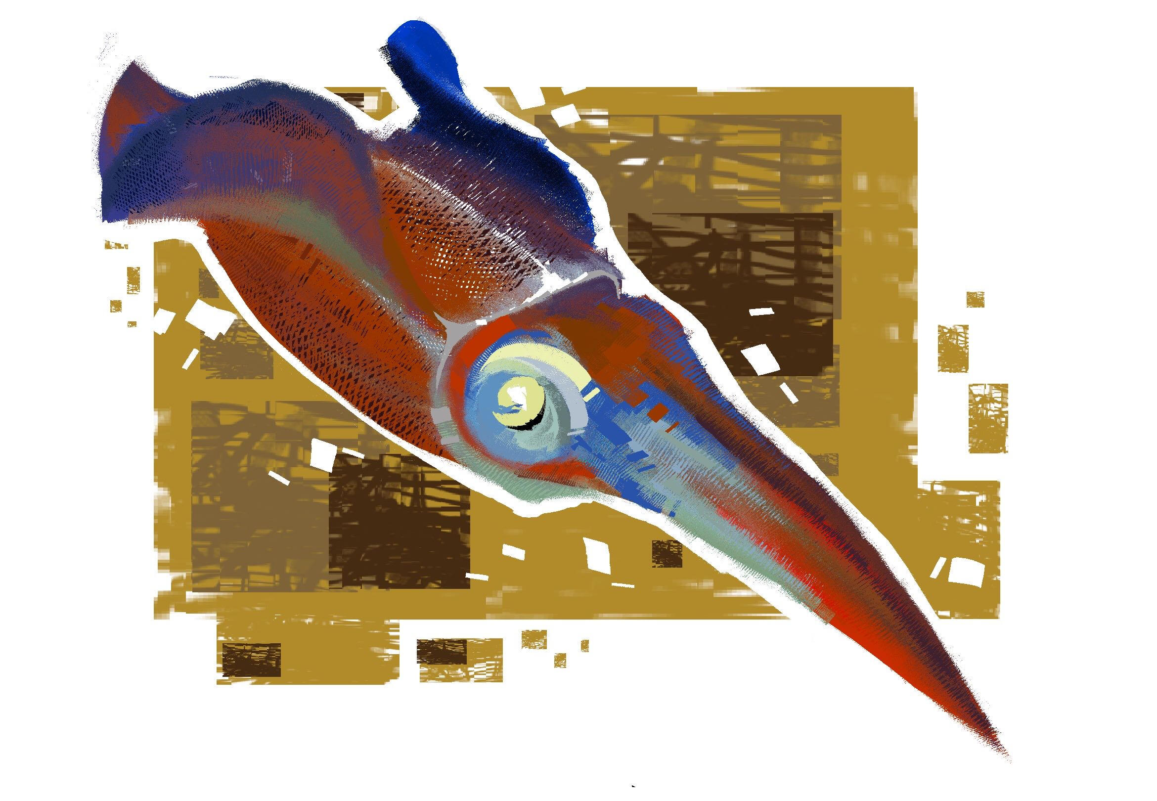 Caribbean Reef Squid Illustration